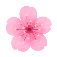 sakura